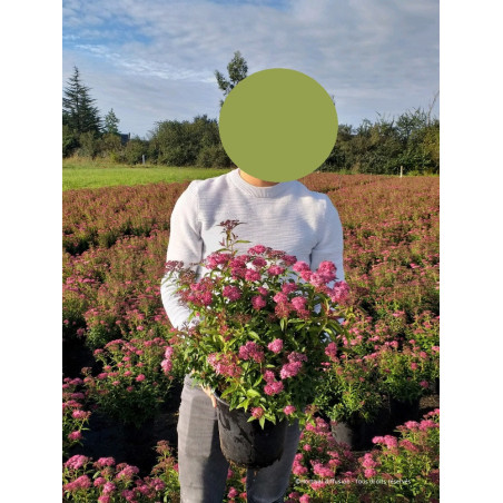 SPIRAEA japonica ANTHONY WATERER (Spirée)