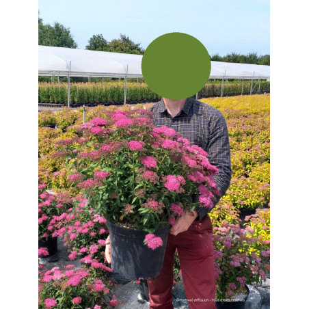 SPIRAEA japonica ANTHONY WATERER (Spirée)
