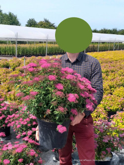 SPIRAEA japonica ANTHONY WATERER En pot de 10-12 litres