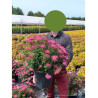 SPIRAEA japonica ANTHONY WATERER (Spirée) En pot de 10-12 litres forme buisson