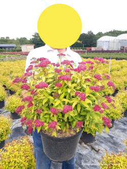 SPIRAEA japonica GOLDFLAME En pot de 10-12 litres