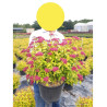 SPIRAEA japonica GOLDFLAME (Spirée) En pot de 10-12 litres forme buisson