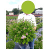 SPIRAEA japonica LITTLE PRINCESS (Spirée) En pot de 10-12 litres forme buisson