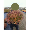 SPIRAEA japonica SHIROBANA (Spirée) En pot de 10-12 litres forme buisson