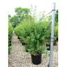 SPIRAEA vanhouttei (Spirée) En pot de 25-30 litres forme buisson