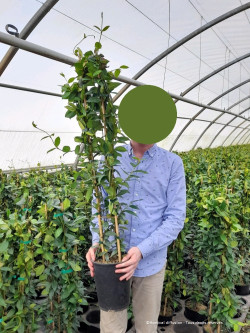 TRACHELOSPERMUM jasminoides ,syn. Rhyncospermum En pot de 4-5 litres