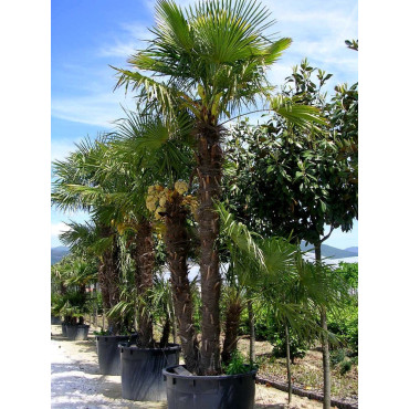 TRACHYCARPUS fortunei (Palmier de Chine ou palmier chanvre)