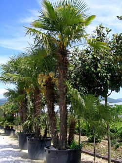 TRACHYCARPUS fortunei