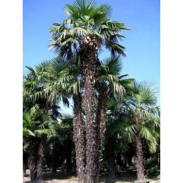 TRACHYCARPUS fortunei (Palmier de Chine ou palmier chanvre)