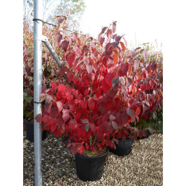 VIBURNUM plicatum MARIESII (Viorne du Japon) En pot de 15-20 litres forme buisson