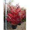 VIBURNUM plicatum MARIESII (Viorne du Japon) En pot de 15-20 litres forme buisson