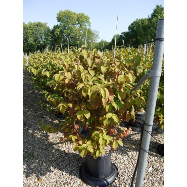 VIBURNUM plicatum MARIESII (Viorne du Japon) En pot de 15-20 litres forme buisson