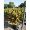 VIBURNUM plicatum MARIESII (Viorne du Japon) En pot de 15-20 litres forme buisson