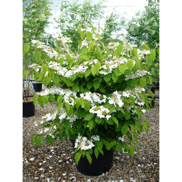 VIBURNUM plicatum MARIESII (Viorne du Japon) En pot de 35-50 litres forme buisson