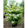 VIBURNUM plicatum MARIESII (Viorne du Japon) En pot de 35-50 litres forme buisson