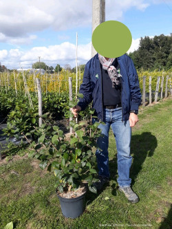 VIBURNUM CARLCEPHALUM En pot de 10-12 litres