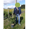 VIBURNUM CARLCEPHALUM (Viorne) En pot de 10-12 litres forme buisson