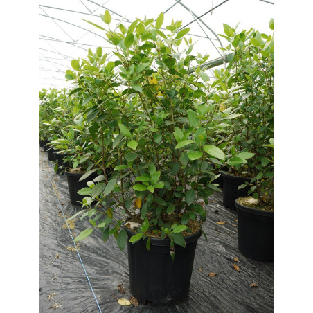 VIBURNUM tinus (Laurier tin)