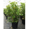 VIBURNUM tinus (Laurier tin) En pot de 15-20 litres forme buisson