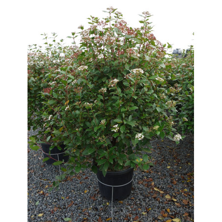 VIBURNUM tinus (Laurier tin)