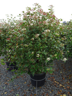 VIBURNUM tinus En pot de 35-50 litres