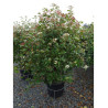 VIBURNUM tinus (Laurier tin) En pot de 35-50 litres forme buisson