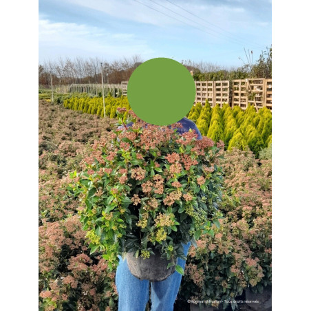 VIBURNUM tinus (Laurier tin)