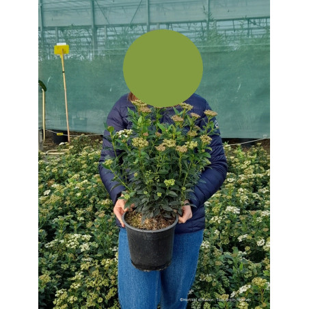 VIBURNUM tinus (Laurier tin)