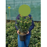 VIBURNUM tinus (Laurier tin) En pot de 4-5 litres forme buisson