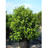 VIBURNUM tinus EVE PRICE (Laurier tin Eve Price) En pot de 25-30 litres forme buisson