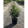 VIBURNUM tinus EVE PRICE (Laurier tin Eve Price) En pot de 7-10 litres forme buisson