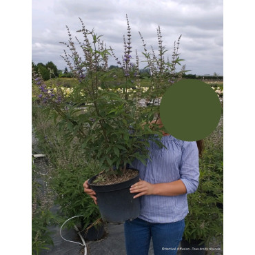 VITEX agnus-castus f.latifolia (Gattilier, Arbre au poivre) En pot de 10-12 litres forme buisson