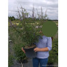 VITEX agnus-castus f.latifolia (Gattilier, Arbre au poivre) En pot de 10-12 litres forme buisson