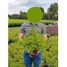VITEX agnus-castus BLUE DELTA BLUES En pot de 4-5 litres