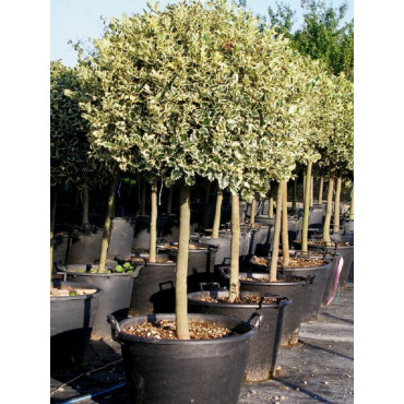 ILEX aquifolium ARGENTEA MARGINATA En pot forme tige hauteur du tronc 090-110 cm