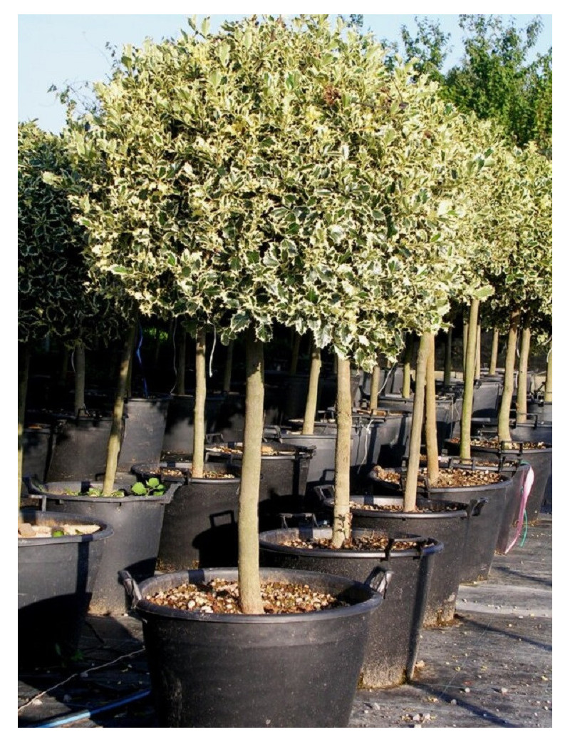 ILEX aquifolium ARGENTEA MARGINATA En pot forme tige hauteur du tronc 090-110 cm