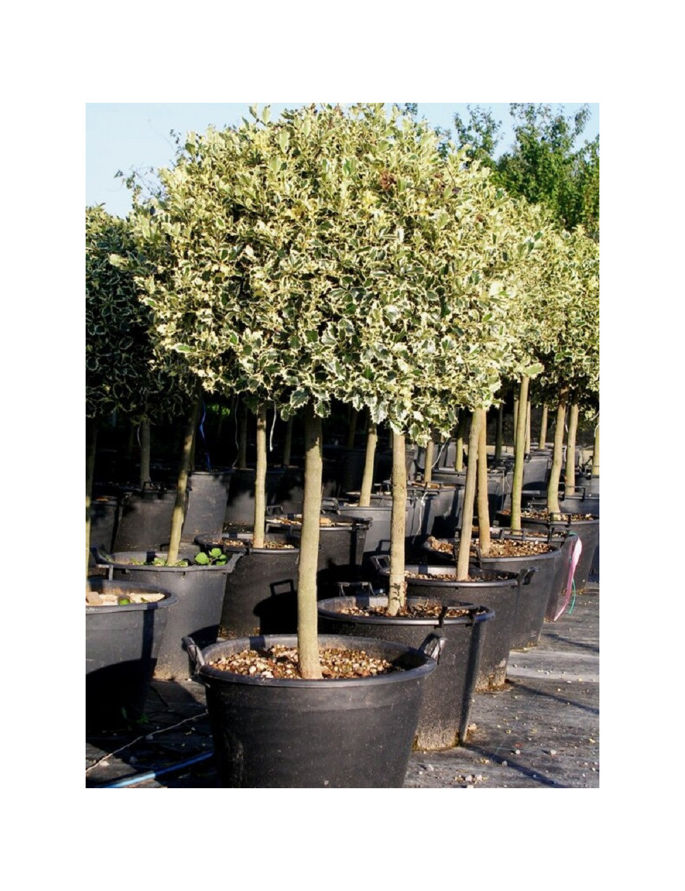 ILEX aquifolium ARGENTEA MARGINATA En pot forme tige hauteur du tronc 090-110 cm