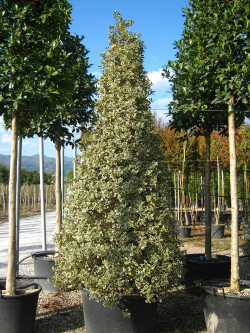 ILEX aquifolium ARGENTEA MARGINATA En pot forme conique