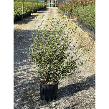 PHILLYREA angustifolia (Filaire à feuilles étroites) En pot de 10-12 litres forme buisson