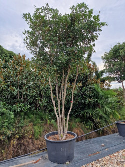 OSMANTHUS heterophyllus En pot forme cépée remontée