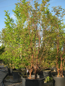 erable-a-ecorce-de-papier-acer-griseum-6.jpg