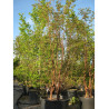 ACER griseum