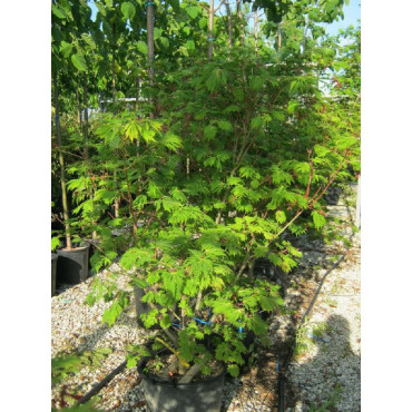 ACER japonicum ACONITIFOLIUM (Érable du Japon à feuille d'aconit)