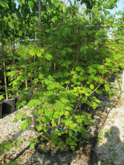 ACER japonicum ACONITIFOLIUM