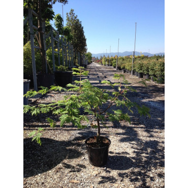 ACER japonicum ACONITIFOLIUM (Érable du Japon à feuille d'aconit) En pot de 15-20 litres