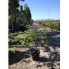 ACER japonicum ACONITIFOLIUM En pot de 15-20 litres