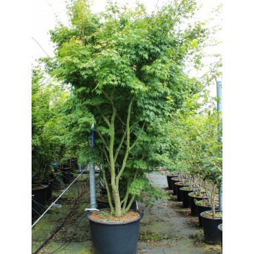 ACER palmatum (Érable du Japon) En pot forme buisson hauteur 250-300 cm