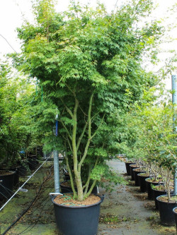 ACER palmatum En pot de 130-150 litres buisson hauteur 250-300 cm