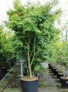 erable-du-japon-acer-palmatum-11.jpg