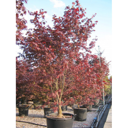 ACER palmatum BLOODGOOD (Érable du Japon)